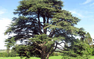 Кедр атласский – эфирное масло и лечебные свойства