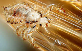 Как правильно использовать чемеричную воду от вшей